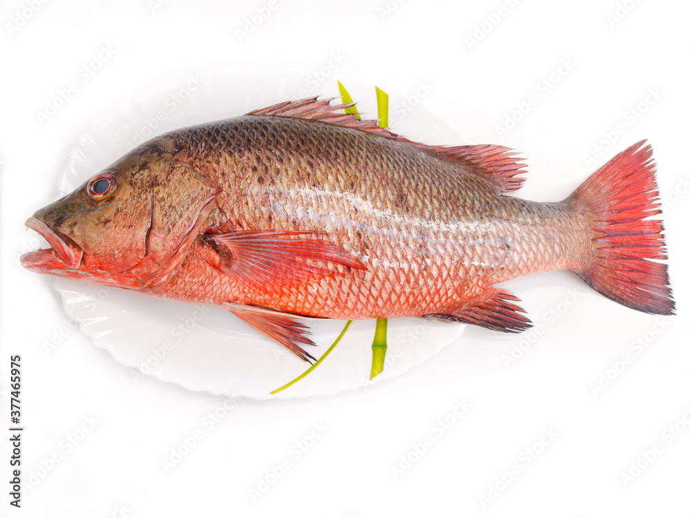 Close-up view of red snapper fish/chemballi fish/chempalli fish isolated on white background.