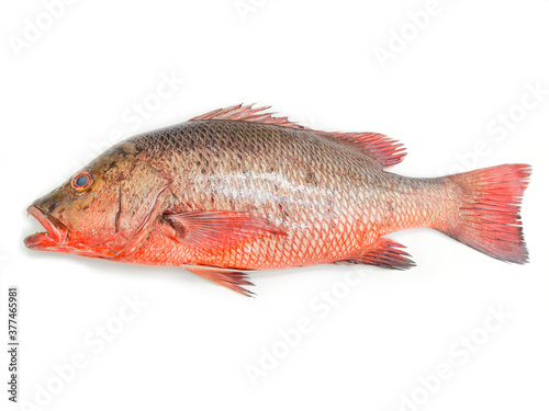 Close-up view of red snapper fish/chemballi fish/chempalli fish isolated on white background.