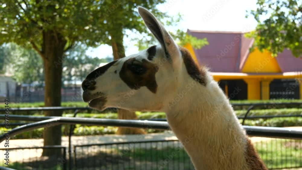 Funny llama in the zoo eats from human hands.
