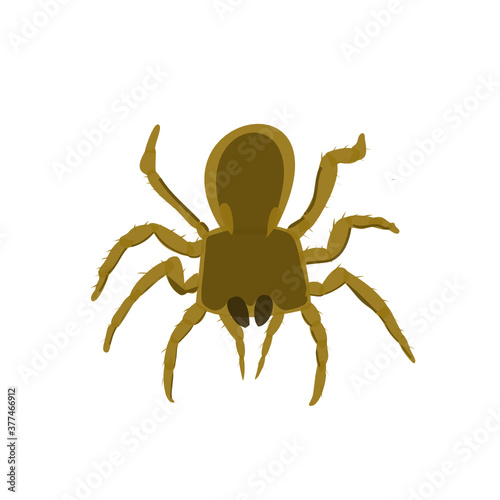 Tarantula spider