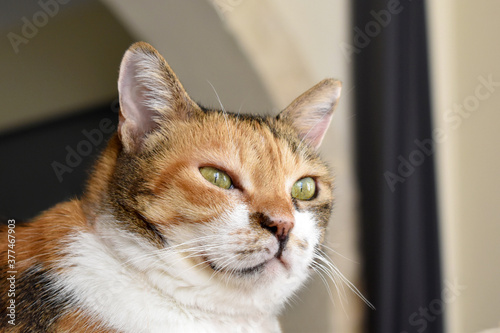 Calico cat or Tortoiseshell cat sitting in the living room with copy space on the right side. 