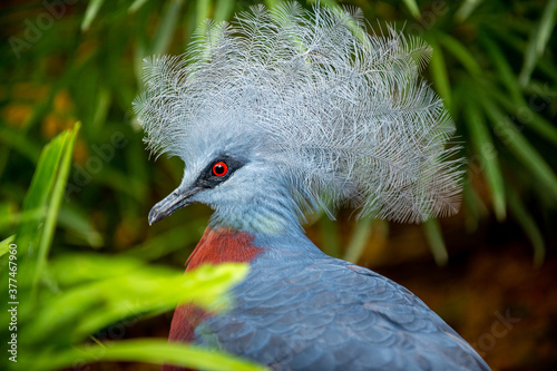 Victoria crowned pigeon, Victoria goura; Scientific name: Goura victoria, scary red eyes, close-up on the head. Garden tree background.