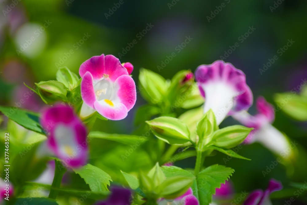 花の形が子供が歌を歌っているような・・・、とても可愛らしいトレニア 花の形が子供が歌を歌っているような・・・、とても可愛らしいトレニア