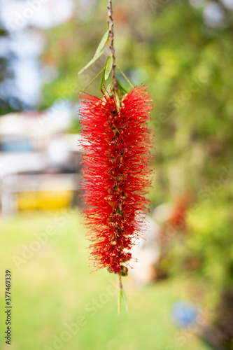 Flowering Bottlebrush Red flower