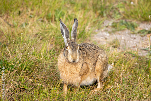 Deutschland, Niedersachsen, Juist, Feldhase (Lepus europaeus), kurz Hase genannt, Säugetier aus der Familie Hasen (Leporidae).