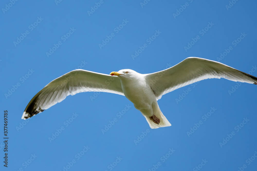 Silbermöwe (Larus argentatus) Vogelart aus der Familie der Möwen (Laridae).