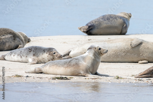 Deutschland, Niedersachsen, Juist, Seehunde (Phoca vitulina) und Kegelrobben (Halichoerus grypus) auf der Kachelotplate.