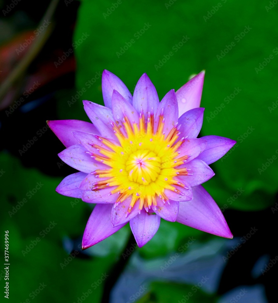 lily lily