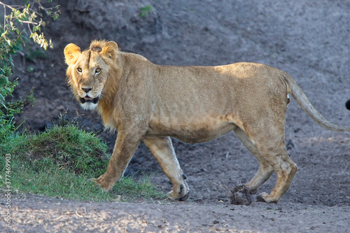 Lion (Panthera leo), young male standing, Maasai Mara, Kenya.