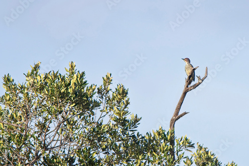 Nubian Woodpecker (Campethera nubica) perched on top of a tree, Maasai Mara, Kenya. photo