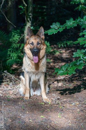 Young brown German Shepherd dog, female sits in the woods on the sand, tongue sticking out. Trees in the background