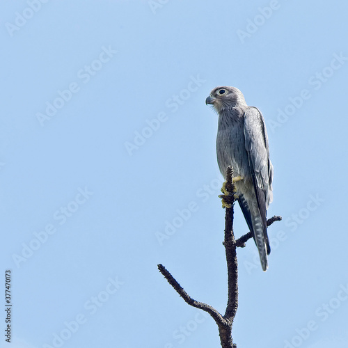 Grey Kestrel (Falco ardosiaceus), a juvenile perched in a dead tree, Maasai Mara, Kenya. photo