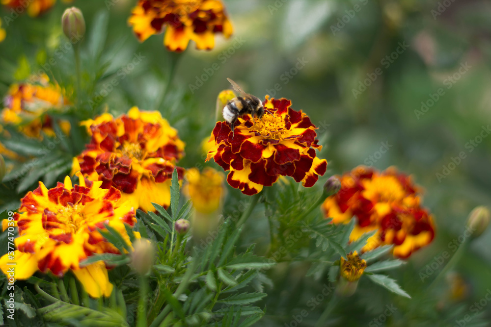 A garden bed with orange marigolds and a bumblebee. A garden bed with orange marigolds and a bumblebee.