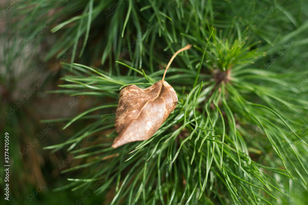 Dry leaf falling on a small pine tree. Approaching autumn in the garden at the dacha. Dry leaf falling on a small pine tree. Approaching autumn in the garden at the dacha.