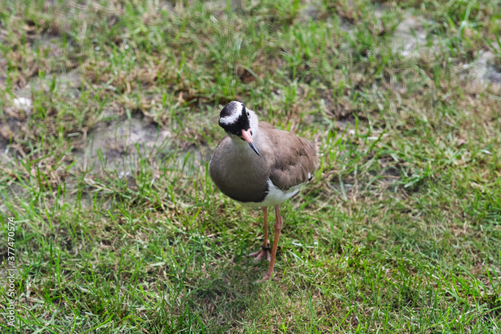 Crowned Lapwing walking looking for insects, seen from above Crowned Lapwing walking looking for insects, seen from above