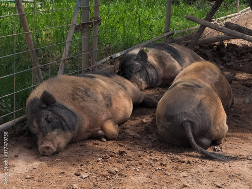 Pig in a nature rich and attractive zoo. photo