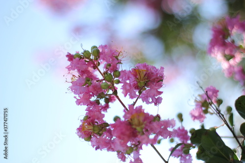 pink flowers in the garden