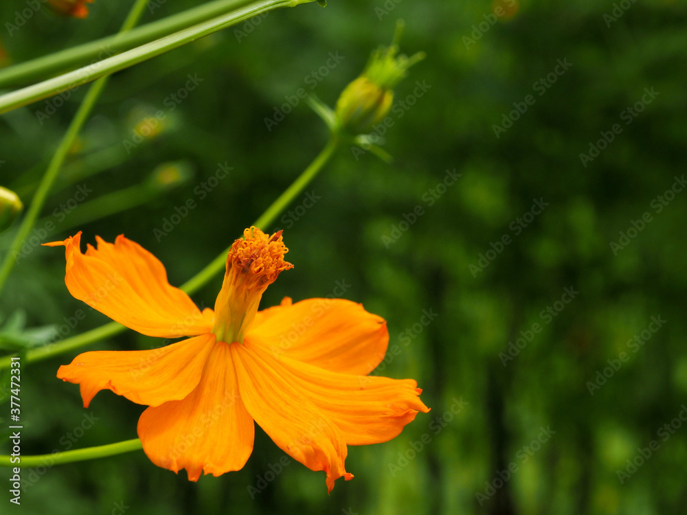 Park yellow flowers with blurred background Park yellow flowers with blurred background
