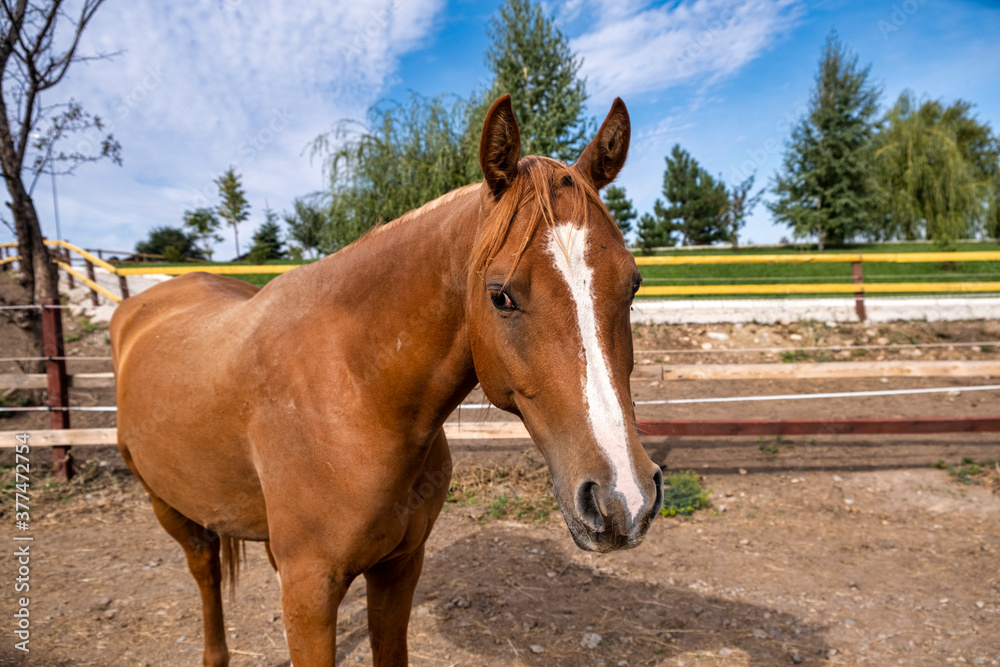 Fototapeta premium horse in the field