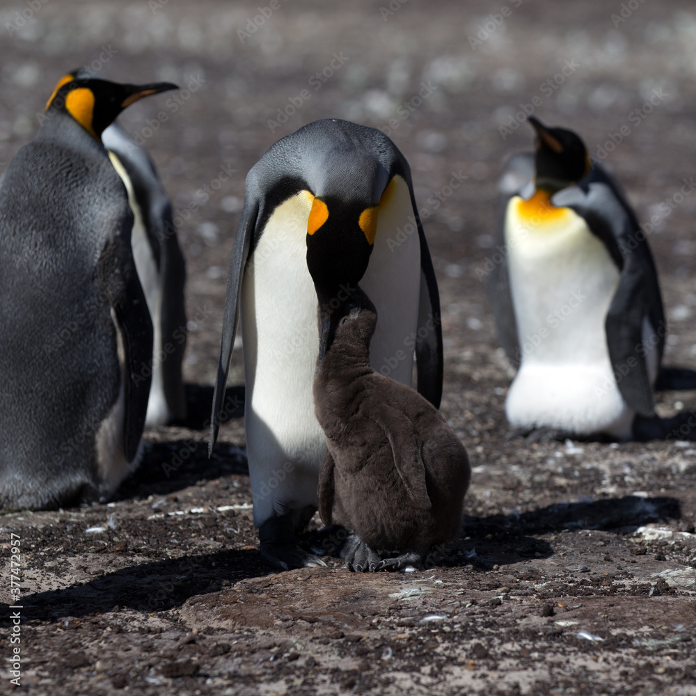 Obraz premium King Penguin (Aptenodytes patagonicus) feeding a chick, Saunders Island. Square Composition.