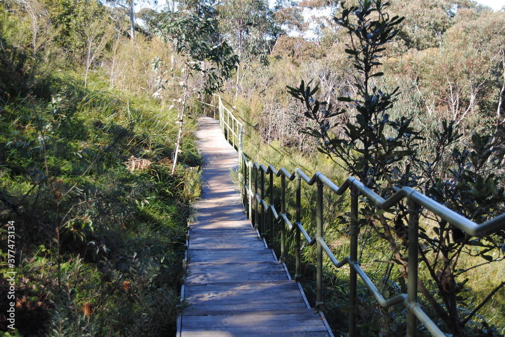 The Blue Mountains national park tracks in the bush, Australia