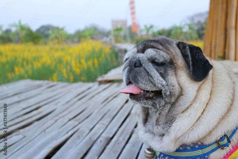 Portrait of an old pug dog Cute fat dog Sitting, smiling happy, seeing funny teeth on a wooden table, selectable focus Portrait of an old pug dog Cute fat dog Sitting, smiling happy, seeing funny teeth on a wooden table, selectable focus