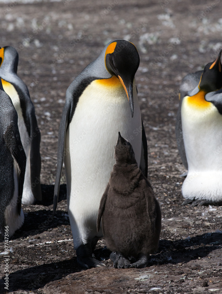 Obraz premium King Penguin (Aptenodytes patagonicus) feeding a chick, Saunders Island.