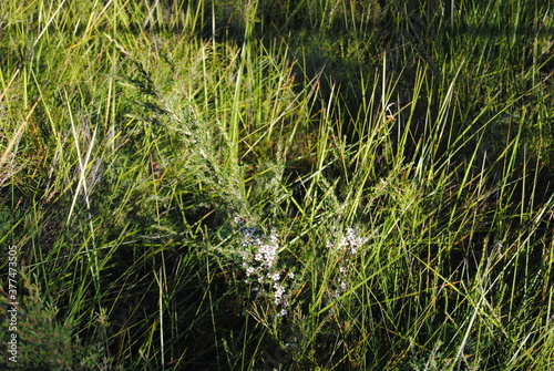 The green grass background and with the dried leaves in the park in the Blue Mountains national parks in Australia