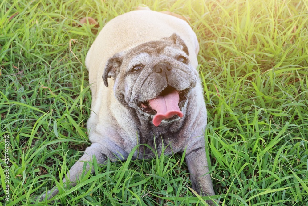 Fototapeta premium Cute fat dog pug
