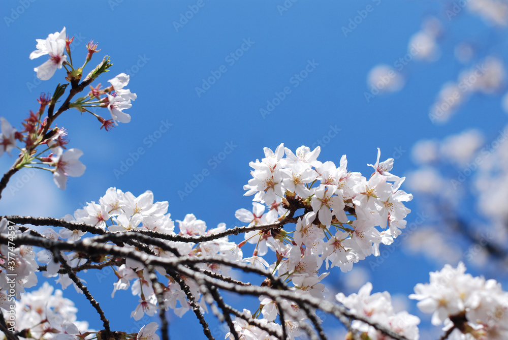 桜と青空 sakura 春が来た 桜と青空 sakura 春が来た