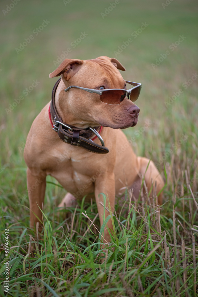 Portrait of an American Pit Bull Terrier in a wide leather collar and sunglasses.