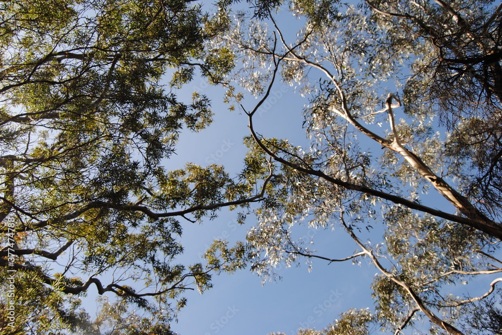 Treetops in the sunlight with the clean sky background
Treetops in the sunlight with the clean sky background