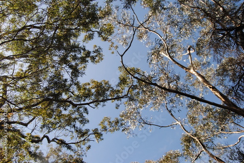 Treetops in the sunlight with the clean sky background 
