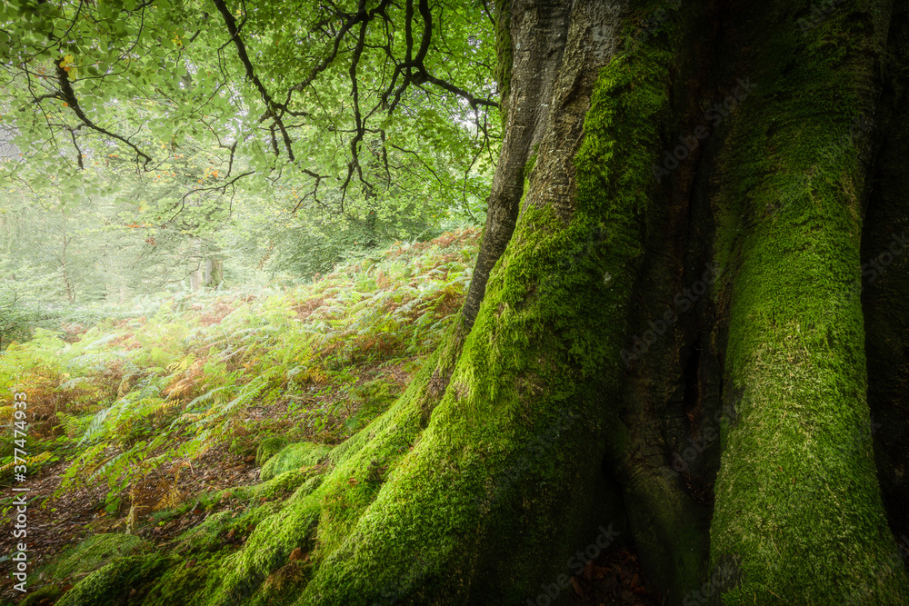 The story of old tree.Mossy tree trunk lit by sunlight in Lake District woodland.Fairytale nature background. The story of old tree.Mossy tree trunk lit by sunlight in Lake District woodland.Fairytale nature background.