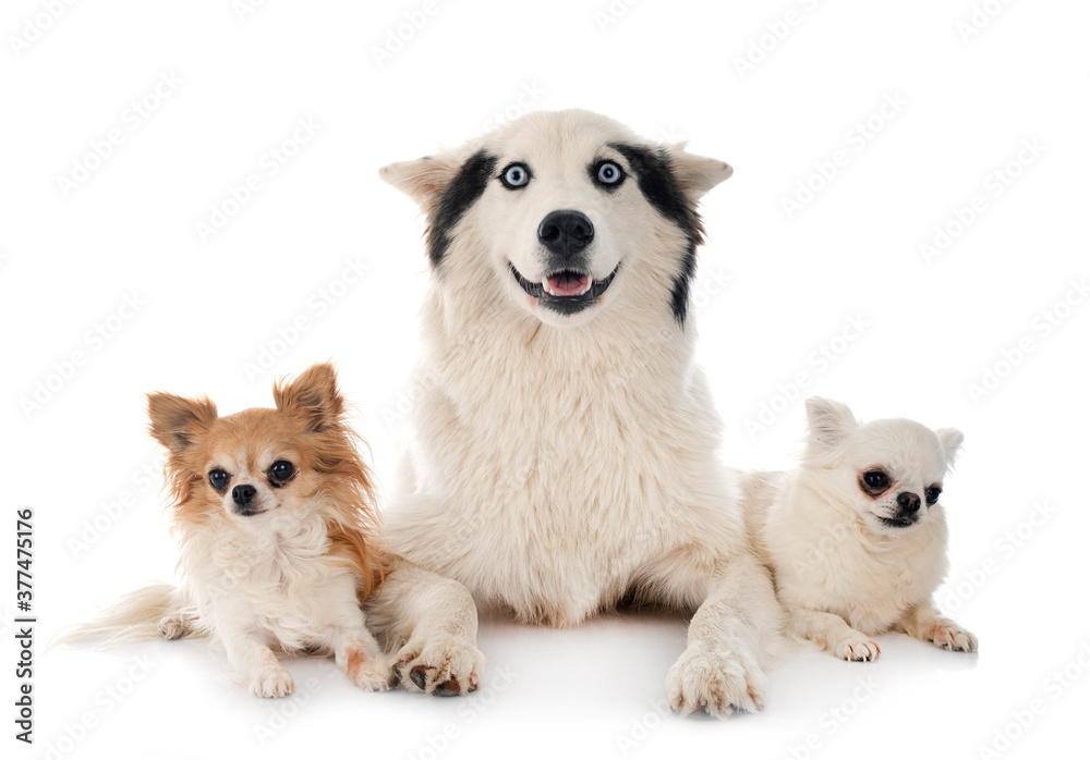 Yakutian Laika and chihuahua Yakutian Laika and chihuahua
