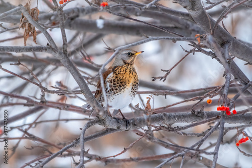Fieldfare is sitting on branch in winter or autumn blurred background.
