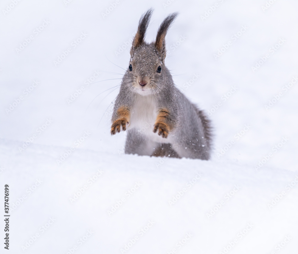 Squirrel quickly runs through the white snow. Squirrel quickly runs through the white snow.