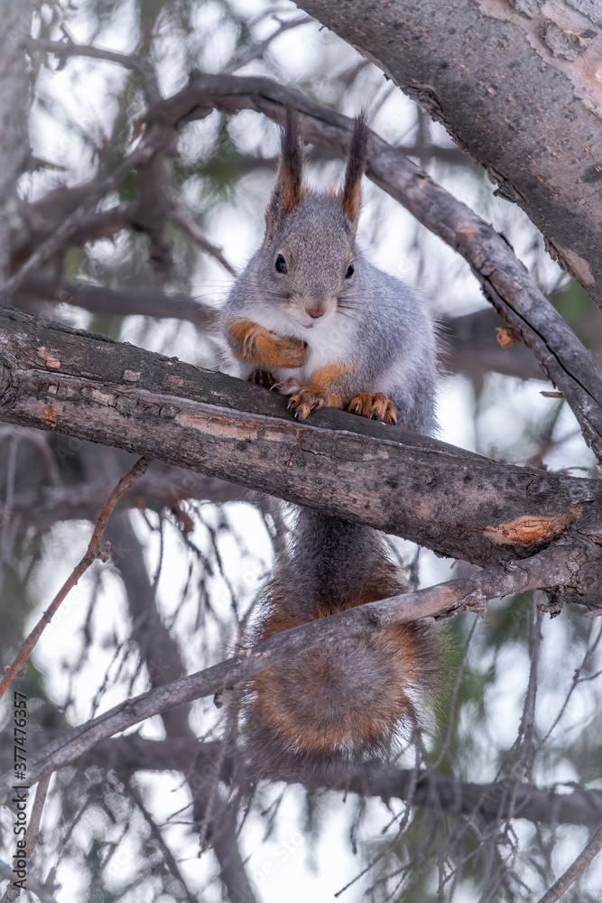 The squirrel sits on a fir branches in the winter or autumn. The squirrel sits on a fir branches in the winter or autumn.