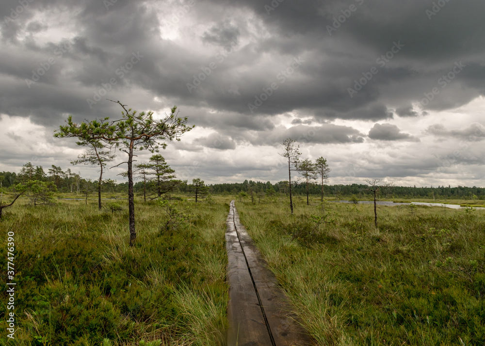 Wooden wet pathway through swamp wetlands with small pine trees, marsh plants and ponds, a typical Western-Estonian bog. Nigula Nature Reserve