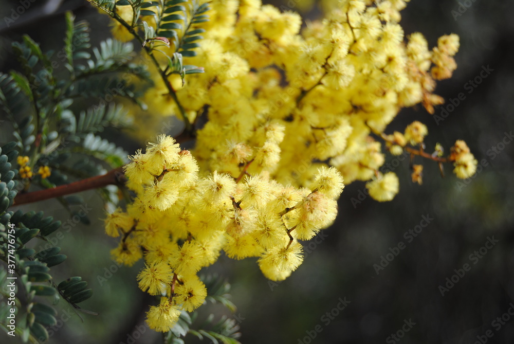 Wattle native Australian flower blooming in winter in the Blue mountains national park, Australia Wattle native Australian flower blooming in winter in the Blue mountains national park, Australia