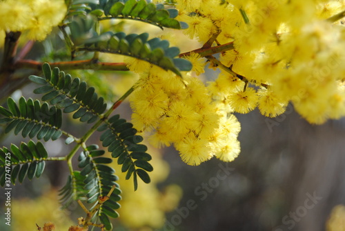 Wattle native Australian flower blooming in winter in the Blue mountains national park, Australia