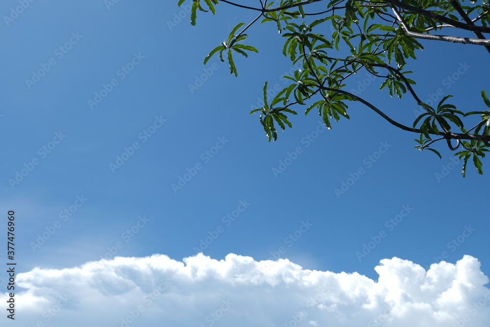 Green leaves and blue sky with clouds background Green leaves and blue sky with clouds background