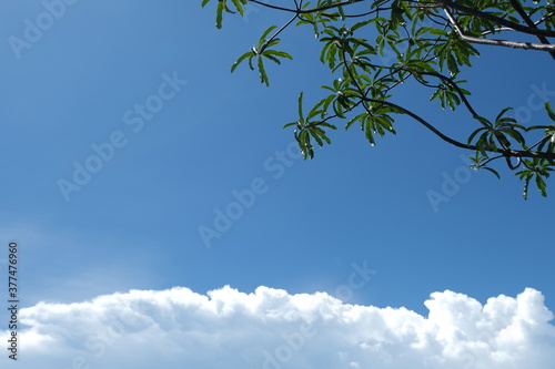 Green leaves and blue sky with clouds background