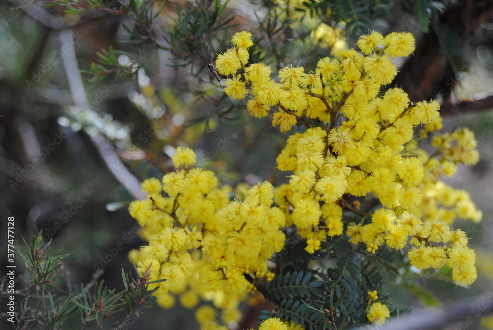 Wattle native Australian flower blooming in winter in the Blue mountains national park, Australia Wattle native Australian flower blooming in winter in the Blue mountains national park, Australia