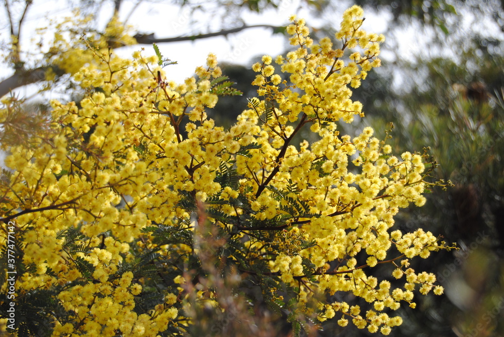 Wattle native Australian flower blooming in winter in the Blue mountains national park, Australia Wattle native Australian flower blooming in winter in the Blue mountains national park, Australia