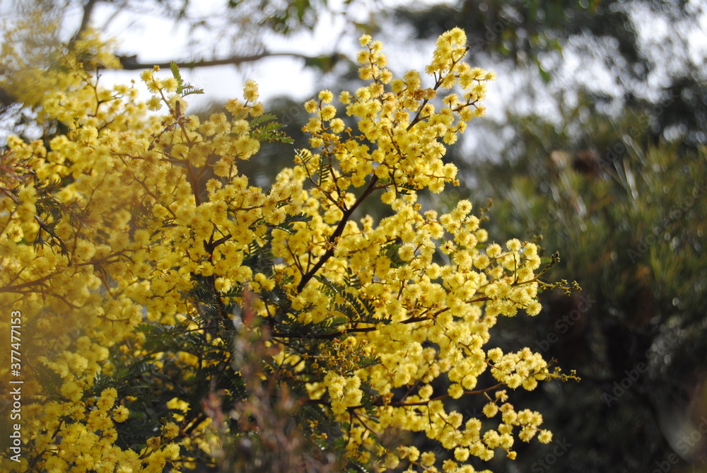 Wattle native Australian flower blooming in winter in the Blue mountains national park, Australia Wattle native Australian flower blooming in winter in the Blue mountains national park, Australia