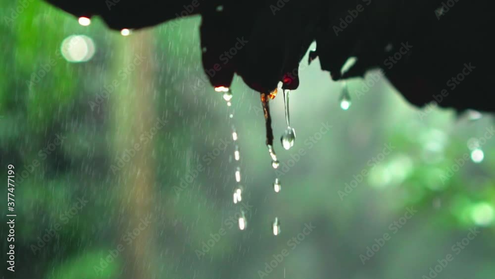Close up shot, Raindrops from leaf roof, slow motion in 120 fps. Tropical summer rain falling in garden.