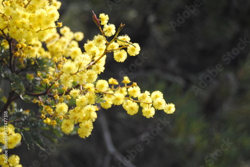 Wattle native Australian flower blooming in winter in the Blue mountains national park, Australia