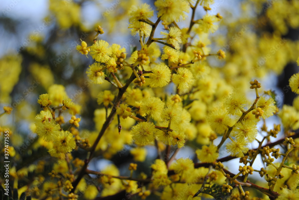 Wattle native Australian flower blooming in winter in the Blue mountains national park, Australia Wattle native Australian flower blooming in winter in the Blue mountains national park, Australia