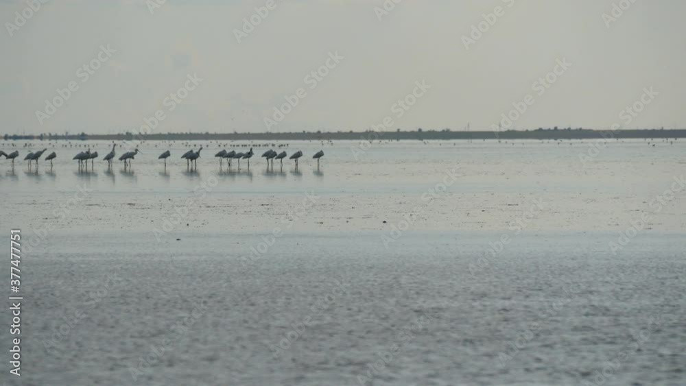 A flock of cranes or herons stand on the Sivash lake, Kherson region, Ukraine. A flock of cranes or herons stand on the Sivash lake, Kherson region, Ukraine.